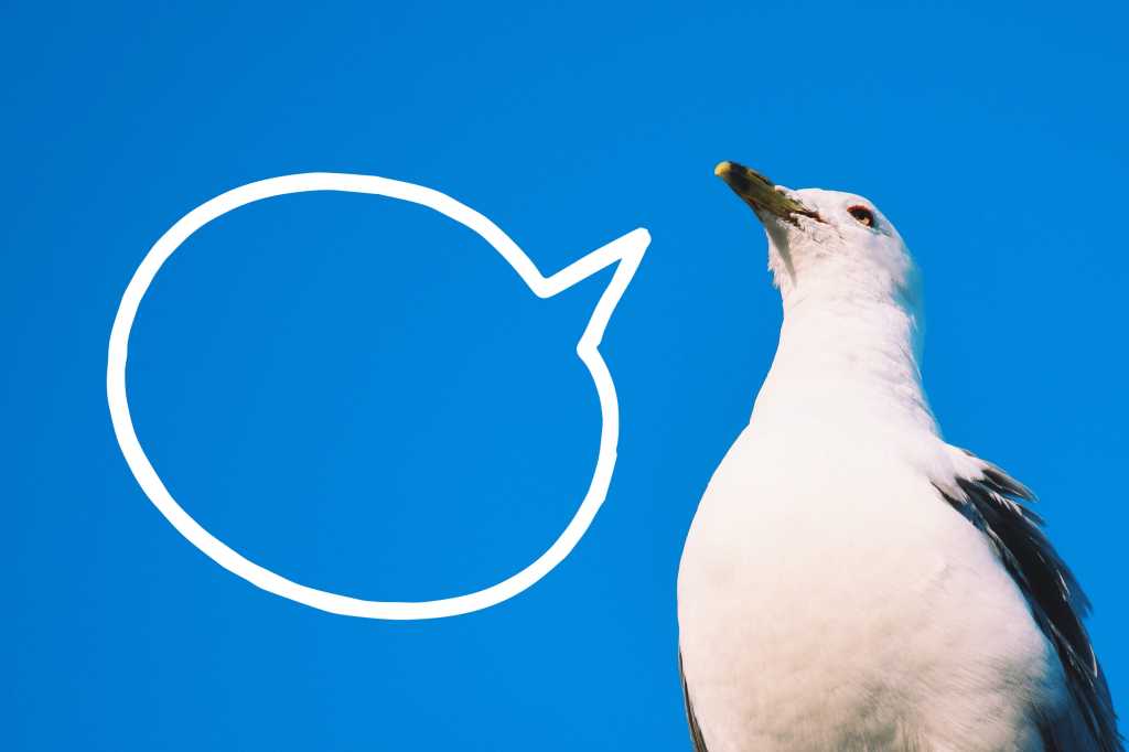 A seagull making a statement with a cartoon speech bubble.