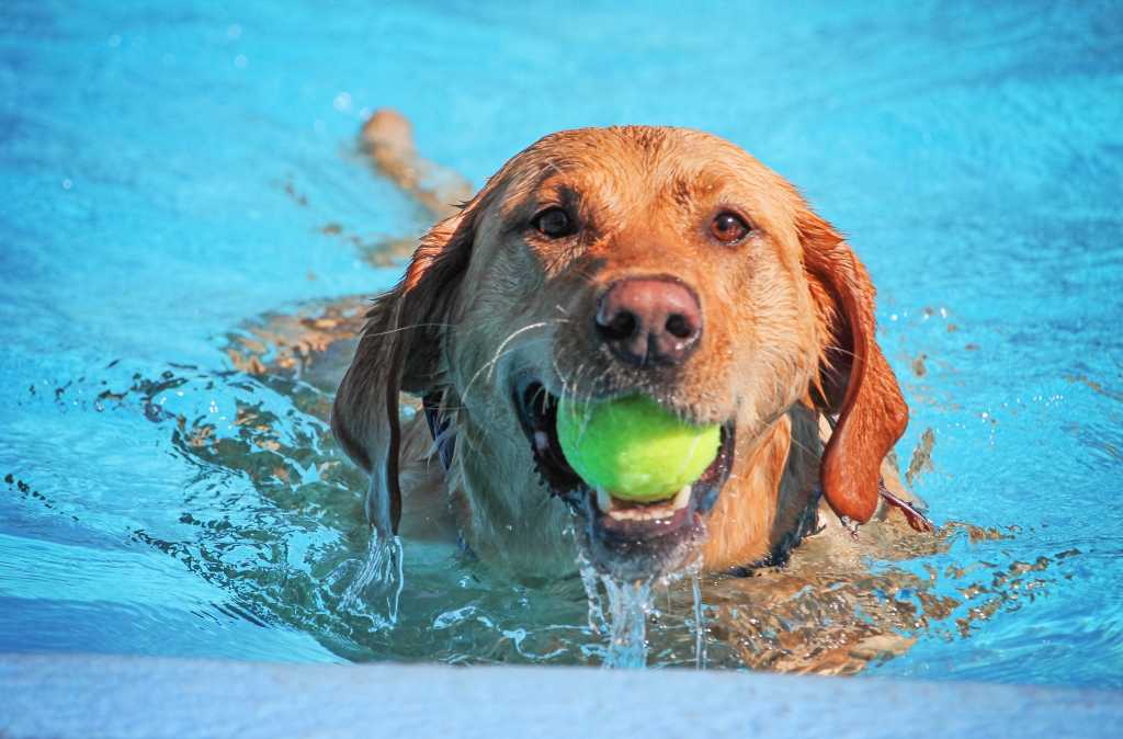 labrador retriever dog fetches tennis ball in public swimming pool close up