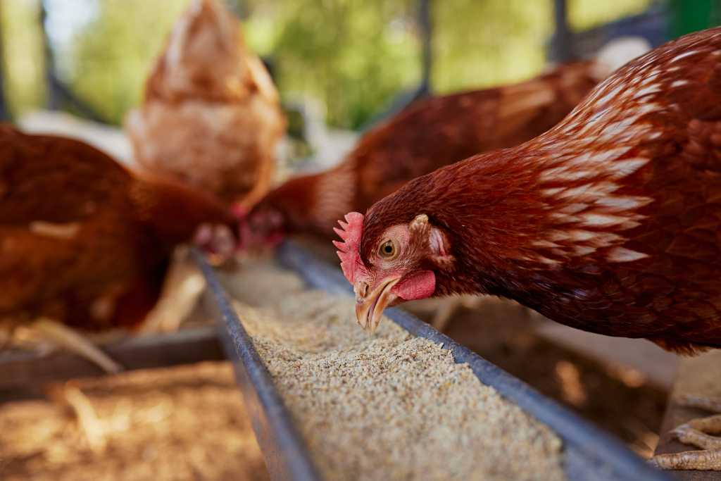 chicken eats feed and grain from a trough at a chicken farm