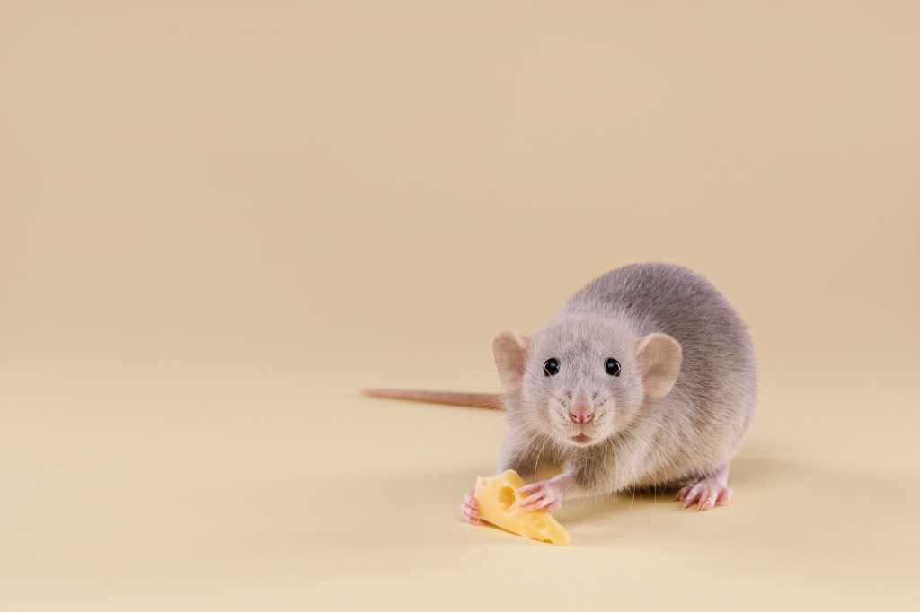 cut gray rat with hands on cheese on a beige background