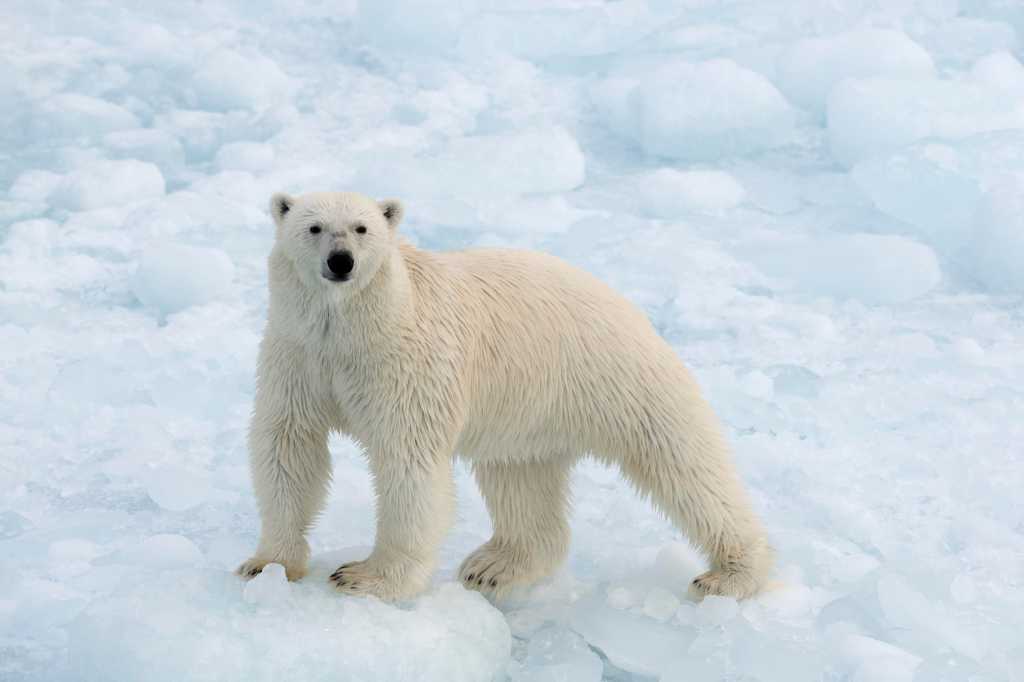 Polar bear on an ice cap