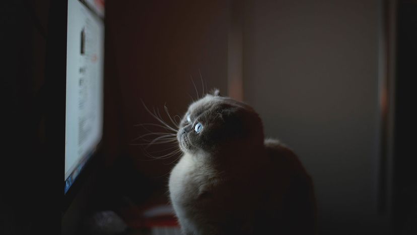 cat looking at TV
